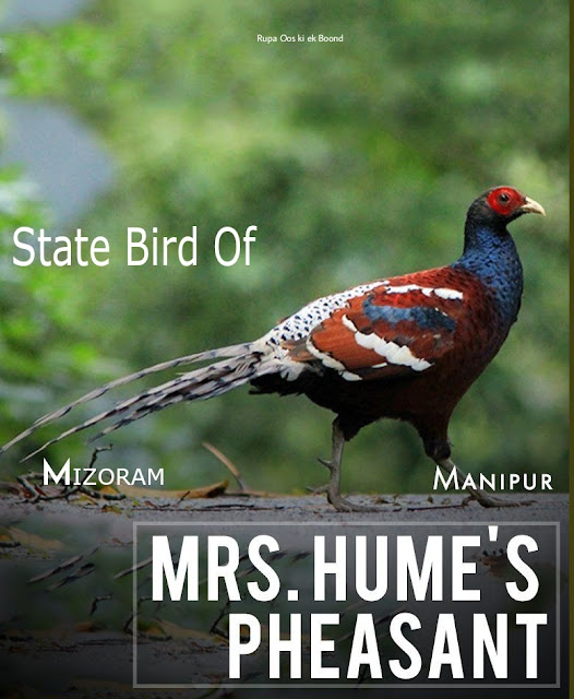 मणिपुर और मिज़ोरम का राज्य पक्षी  (State Bird of Manipur & Mizoram)