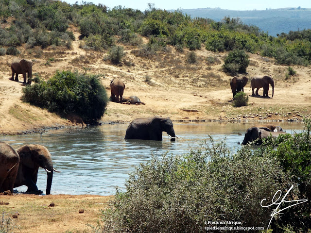 Les éléphants du parc Addo se rassemblent aux points d'eau