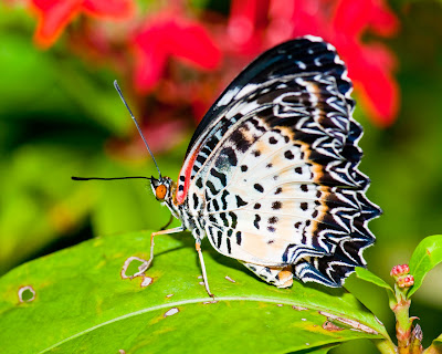 butterfly-on-green-leaves