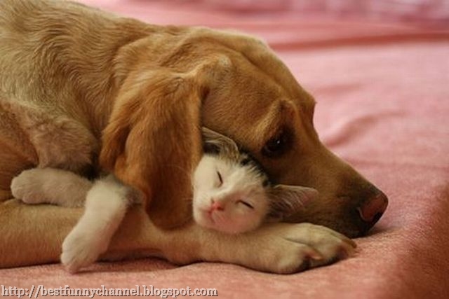 Cat and Dog Best Friends.