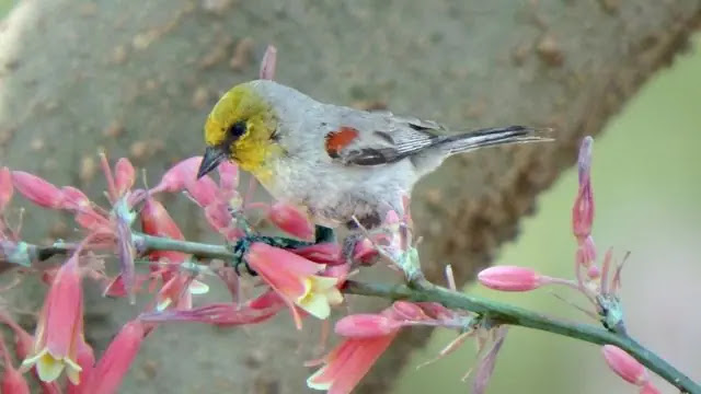 Top 11 smallest birds in the world