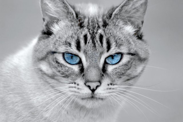 Grey Cats With Blue Eyes Breed