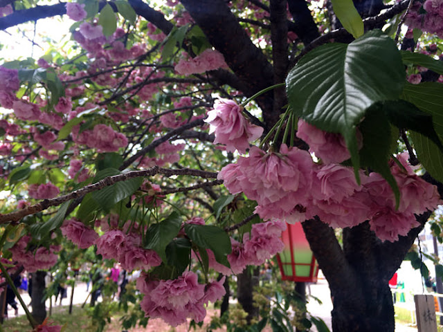 大阪造幣局 桜の通り抜け