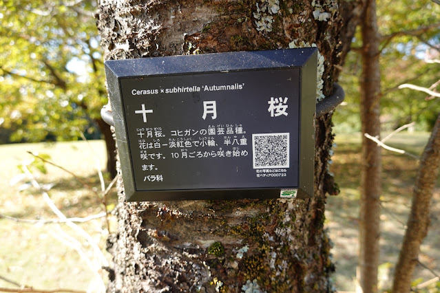 鳥取県西伯郡南部町鶴田　とっとり花回廊　秋の桜の広場　ジュウガツザクラ（十月桜）