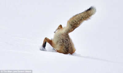 TheJungleStore.com Blog | Red Fox In Snow