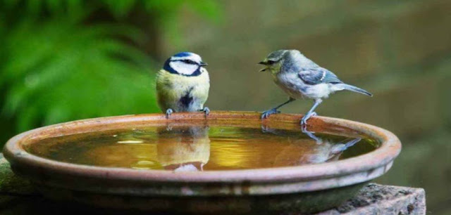 In summers placing which of these outside would be an Achai ka trend for wildlife?