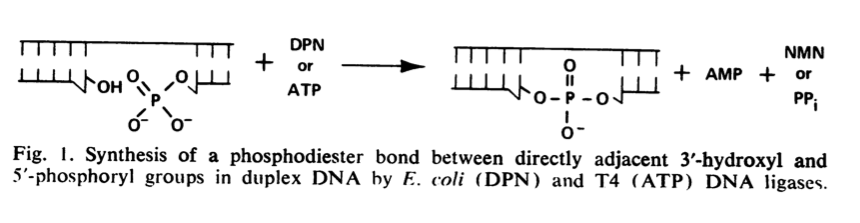 Troubleshooting Dna Ligation In Ngs Library Prep Enseqlopedia