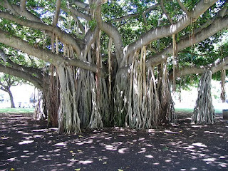 Amazing Wooden Tree