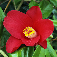 Camellia 'Adeyaka'