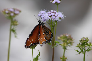 Gregg's mistflower