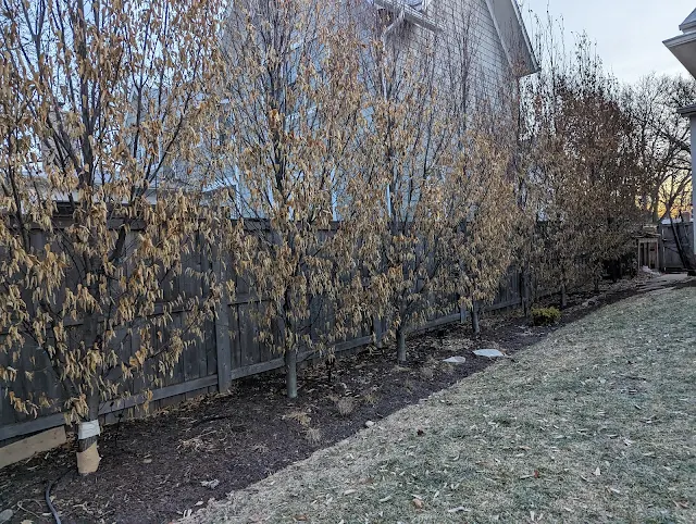 Frans Fontaine Hornbeam Trees Holding Winter Leaves