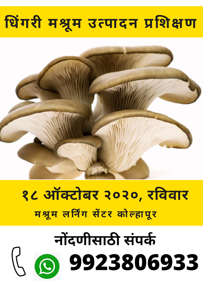 धिंगरी मश्रूम उत्पादन प्रशिक्षण- कोल्हापूर-सांगली-सातारा-सोलापूर | १८ ऑक्टोबर २०२० | Kolhapur | Sangli | Solapur | Satara 