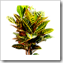 Croton adulto