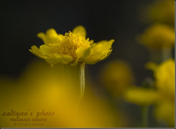 D700_2013-08-17_003