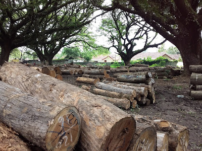 taman trembesi madiun taman trembesi