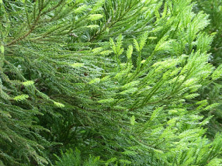 Cryptomeria japonica - Cryptoméria du Japon