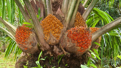 Jacob Ereste ;  Tata Kelola Perkebunan Sawit Sitaan Yang Dikelola PT. Agrinas Palma Nusantara Perlu Segera Dievaluasi