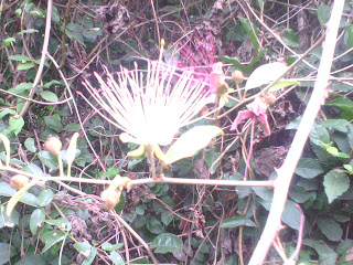 capparis zeylynica