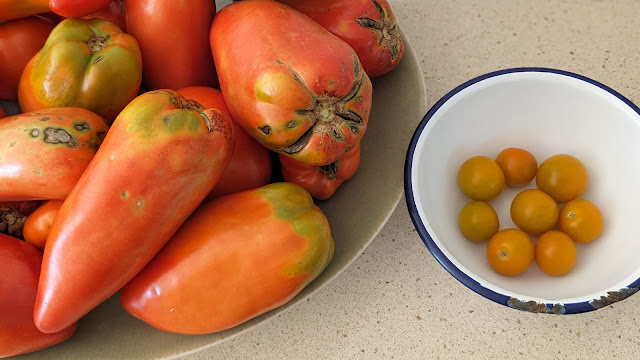 Tomatoes from the garden, copyright 2023, Eve Fox, The Garden of Eating blog