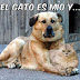El gato es mío… fotos de perros con gatos