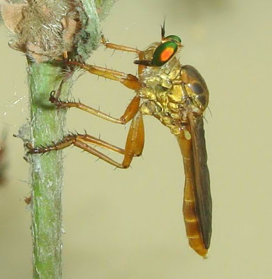 Robber Fly