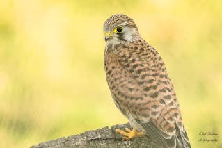 Wildlifefotografie Lippeaue Olaf Kerber Turmfalke