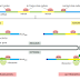 RNA to Protein : Degradation and Splicing