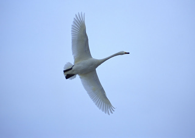 Very Beautiful Birds