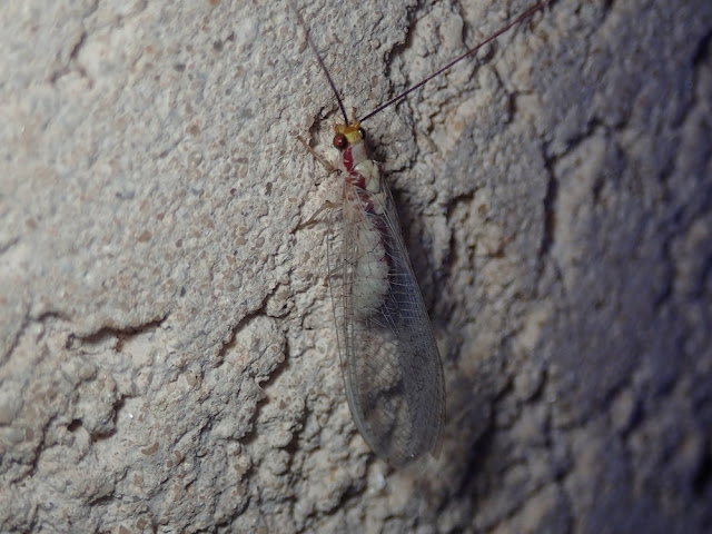 Italochrysa italica