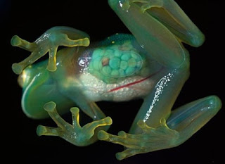 Weirdest Frogs On Earth Transparent Frog