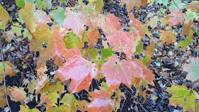 autumn color in rain