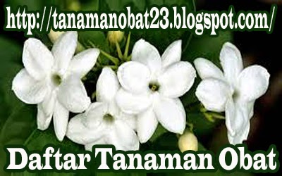 Tanaman Obat Melati (Jasminum sambac, Ait.)