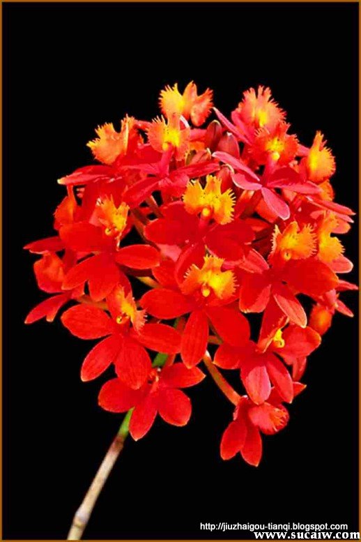 兰花 花:lanhua-09020112182270