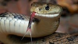 Όπως όλα σχεδόν τα επικίνδυνα φίδια έχουν δυο μεγάλα δόντια από τα οποία βγαίνει το θανατηφόρο φαρμάκι τους, έτσι και ο ιοβόλος σιωνιστικός ...
