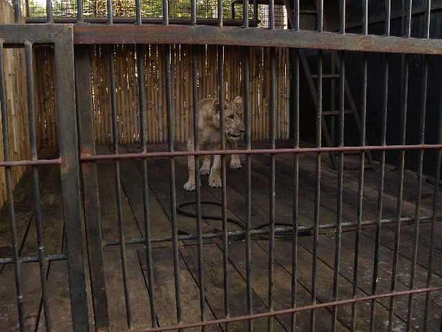  Singa Afrika di Taman Satwa Cikembulan Garut