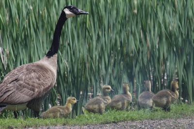 Canada goose with goslings