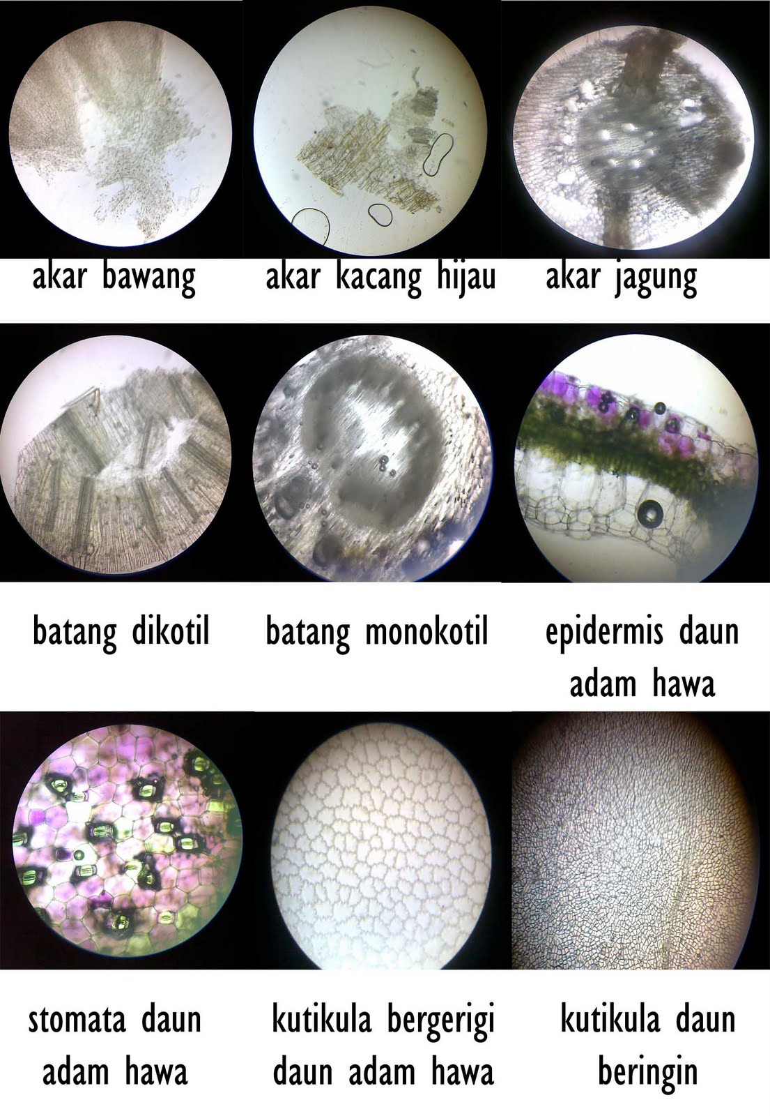 deAlena Laporan Praktikum Jaringan dan  Organ Tumbuhan