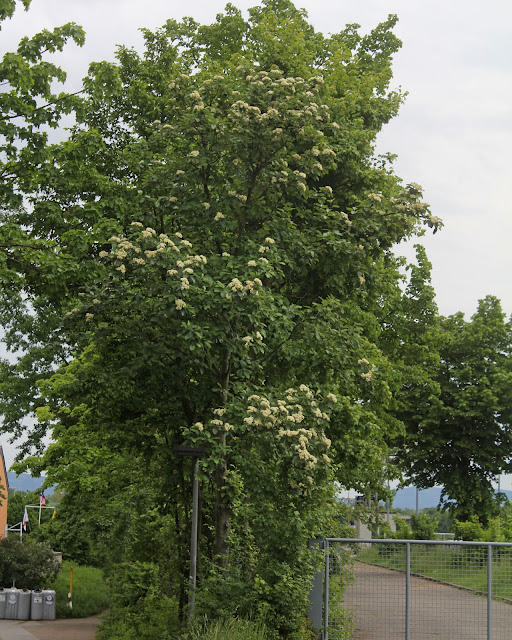 Рябина промежуточная (Sorbus intermedia)