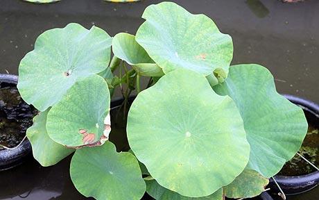 columnea goldfish plant. Lotus plant grown from