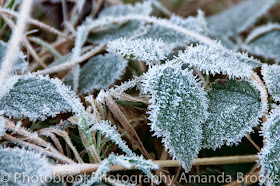 Frost forming on plants