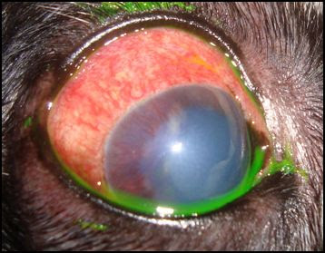 Cão com sinais de uveíte e glaucoma