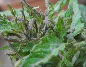 meristem affected by weedkiller