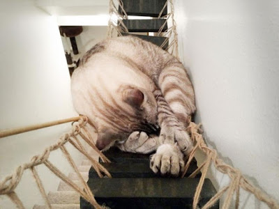 The Rickety Rope Cat Bridge Is Wood Hanging Rope Bridge For Your Cat