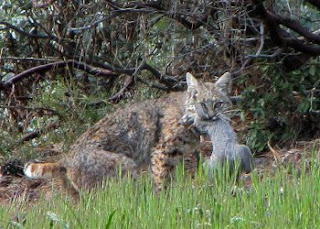 bobcat