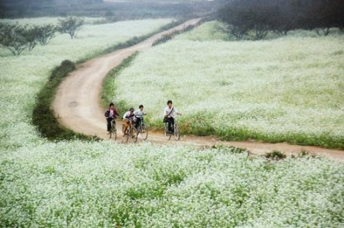 White mustard flower season in Moc Chau 3