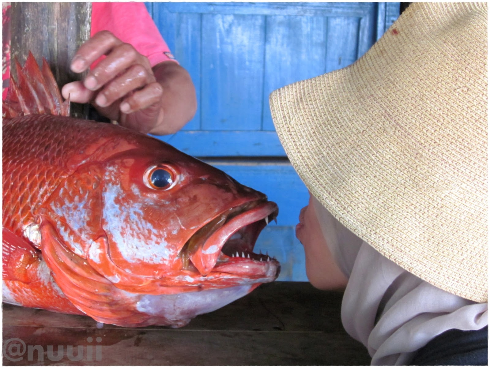  Gambar  Koleksi Gambar  Foto Ikan  Kakap  Merah Terbaru 