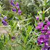 Lavender Love: How to Grow and Care for This Fragrant Favorite