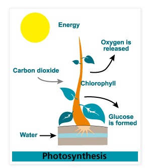 Proses Terjadinya Fotosintesis Pada Tumbuhan
