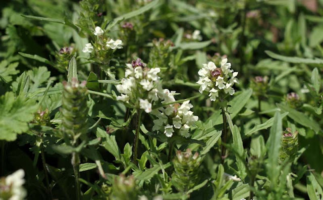 Prunella laciniata Flowers Pictures