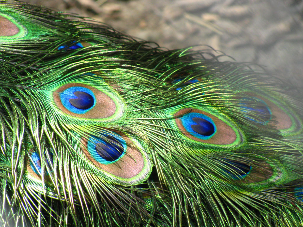 Wallpapers Peacock Feathers Wallpapers HD Wallpapers Download Free Images Wallpaper [wallpaper981.blogspot.com]